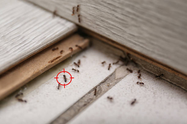 Best Best Pest Control Companies  in Crystal Lake, CT