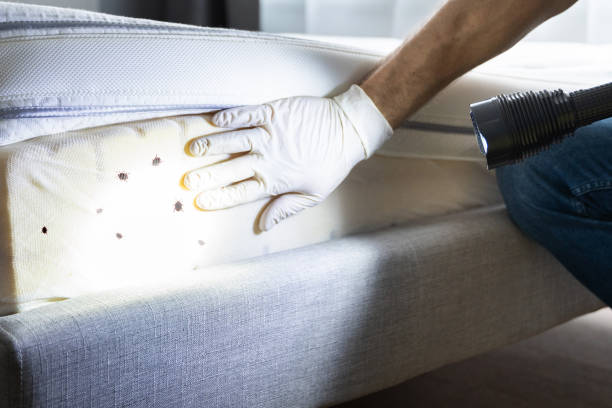 Best Bed Bug Extermination  in Crystal Lake, CT