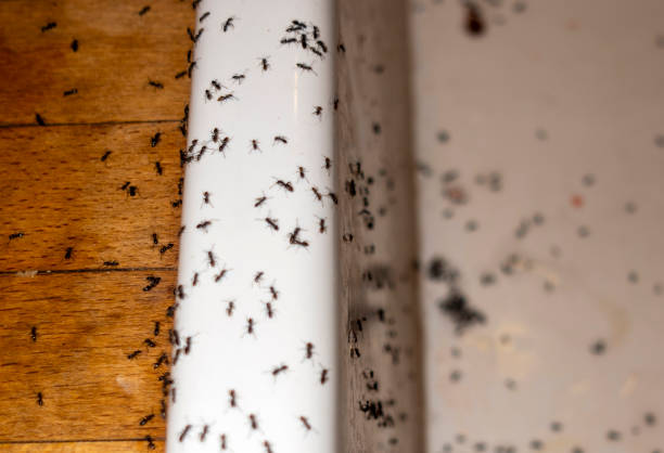 Best Insect Control  in Crystal Lake, CT