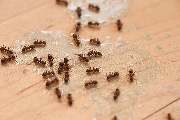 Trusted Crystal Lake, CT Pest Control Experts