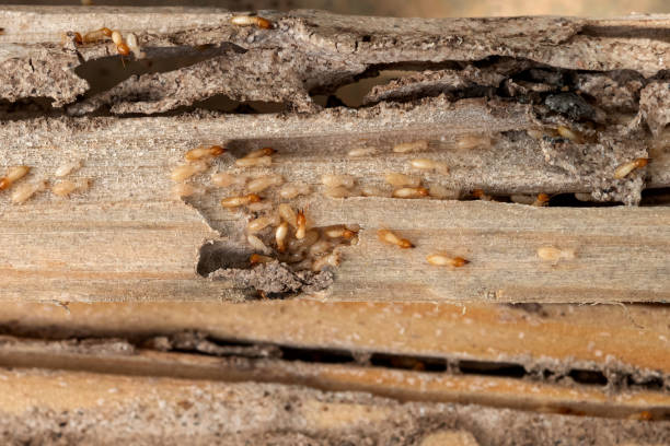 Flea Control Services in Crystal Lake, CT